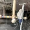 Colorful Rotating Windmills Toy Wood Interactively Bird Stand Parrots Ferris Wheel Toy with Perches Exercise Gym Stand