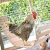 Chicken Toy Large Bird Swing Ladder Wooden Stand Perch Hanging for Poultry Rooster Hen Parrot Macaw Pecking