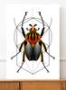 Poster Worm Insect Geometry
