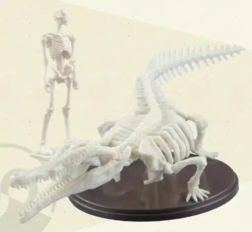 

Genuine Gacha Scale Model Museum Simulation Crocodile Skeleton 1/35 Immovable Fossil Model Action Figure Playthings 20CM