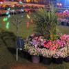Solar Lawn Decorative Lights IP65 Waterproof Tree Form Lawn Atmosphere Light  Easy Installation Dustproof for Home Garden