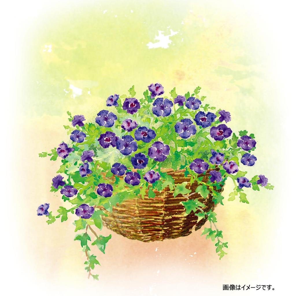 Takasho Gardening Basket Rattan Wall Hanging Basket L Planter Stylish Planter Natural Willow G-story Wall-mounted GSTR-FG17