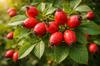 Rosehip Fruit 50g Fruit Tea Tisania Infusion