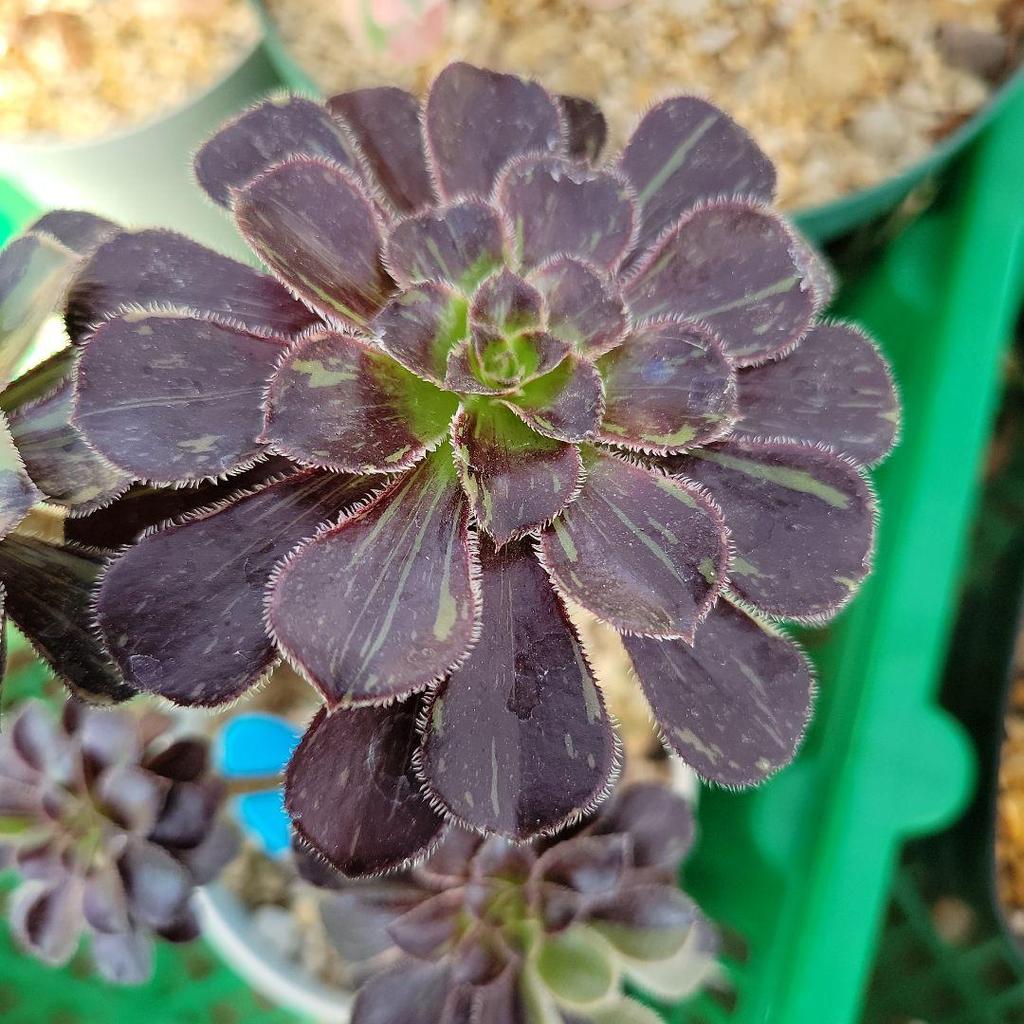 [USED] Big Bang Nishiki, Chameleon Nishiki, Aeo, Extra Large Clump, Uprooted Seedlings