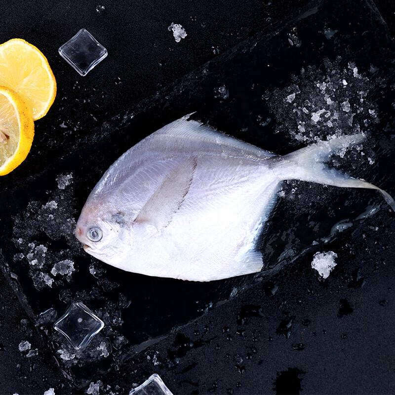 Xinglonggang Silver Pomfret
