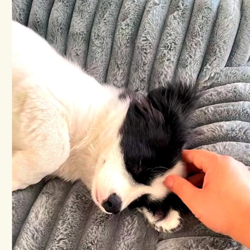 Cat Nest Winter Warm Dog Sofa Nest All Seasons Universal Pet Nest Cushion Straight Rabbit Hair Sofa Bed