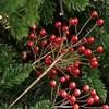 Ready-to-Place Christmas Branch Pick with Extended Stem for Decorating Tree, Wreath, Garlands, and Table Displays