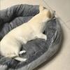 Soft Warm Dog Bed Pets Basket Cat House Sofa for Medium Large Dog Sofa Bed Cushion Dog Bed House Pet Supplies Accessories2025new