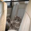 Car Trunk Fence Pet Dog Cat Isolation Protective Net Sturdy Durable Elastic Isolation Nets Pets Safety Fence For Any Vehicle