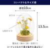PD COLLECTION Preserved Flowers - Daisy (Japanese-made) with LED Light - Flower Gift, Present, Gift for Celebrations, Birthdays, Anniversaries,