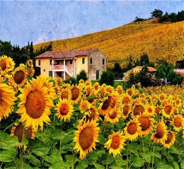 RUOPOTY Picture By Numbers Sunflower Flower Wall Art Unique Gift HandPainted Paint By Number Butterfly Decoration
