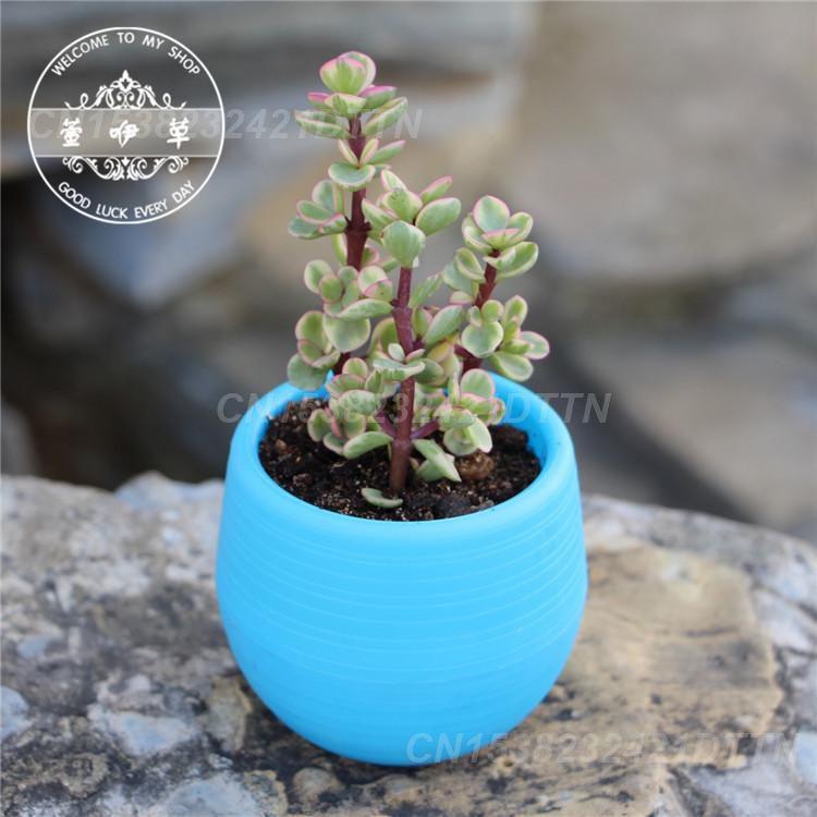 1/2/3PCS Plastic Flowerpot Small Green Plant Flowerpot Plant Desktop Potted Solid Color Mud Holder 2025 Succulent Plant Pot