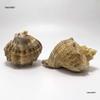 Red Plum Spiral Shell: Hermit Crab Replacement & Aquarium Decoration