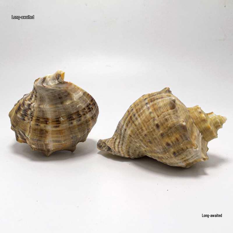 Red Plum Spiral Shell: Hermit Crab Replacement & Aquarium Decoration