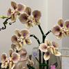 Adult Orchid Construction Block Set, Plant Series Suitable For Household And Office Decoration, Christmas Gifts, Valentine'S Day Gifts, Mother'S Day