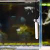 Small Fishes Tanks Heating Thermostats Adjustable Temperature Thermostats Heater Rod Ceramics Aquariums Heater for Animal Drinking Water