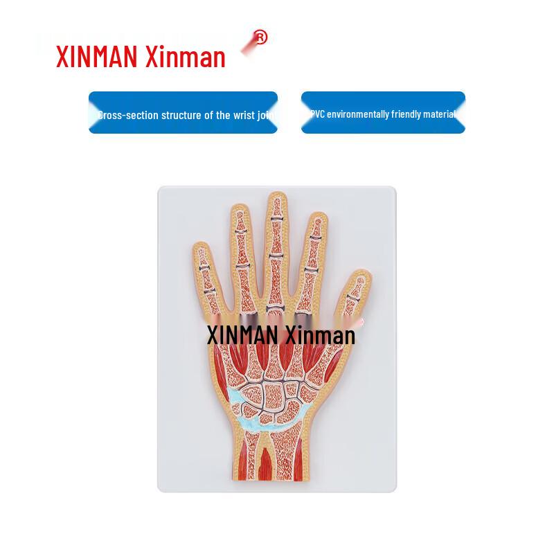 XINMAN Hand Joint Cross-Section Model