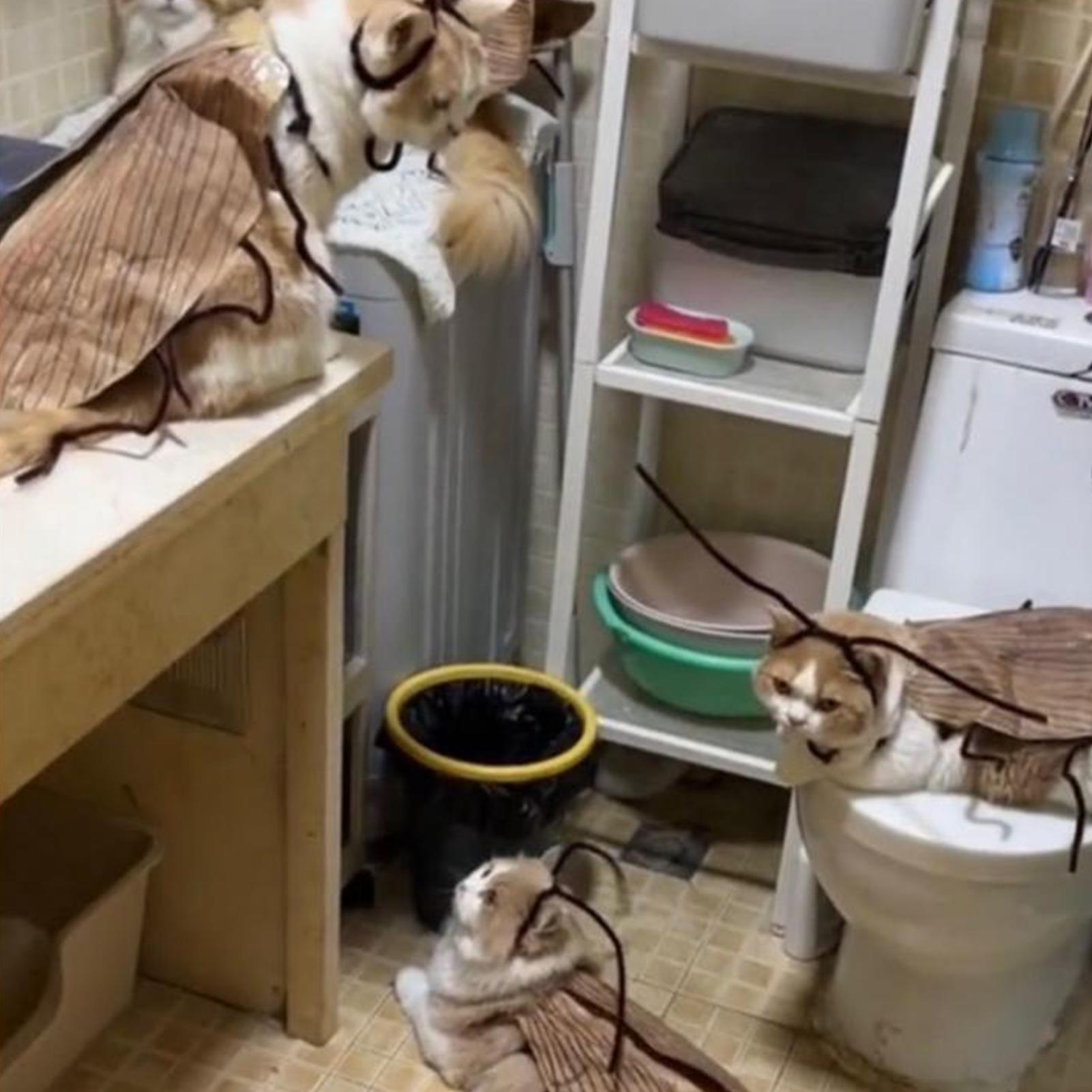 

Cat Clothes Pet Apparel Dress Up Wings And Antenna Set Pet Supplies For Holiday Festival Party Decoration Outdoor Activities CHINA