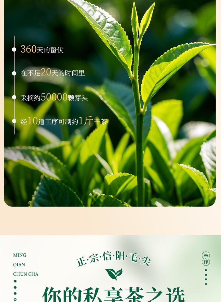 Jieying Green Tea Mingqian Xinyang Original Maojian 2026 New Tea Spot Tea Gift Box 250g High End Free