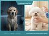 Pet No-Rinse Foam 500ml: Dog & Cat Deodorizing Dry Shampoo Mousse