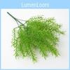 Asparagus Plant Cochinchinensis For Interior Decoration Photography Events