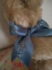 [USED] English Teddy Bear Company Teddy Bears