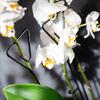 KADAX Orchid Support Plant Support 10pcs 50cm
