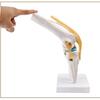 Human Knee Joint Model for Orthopedic Teaching and Display