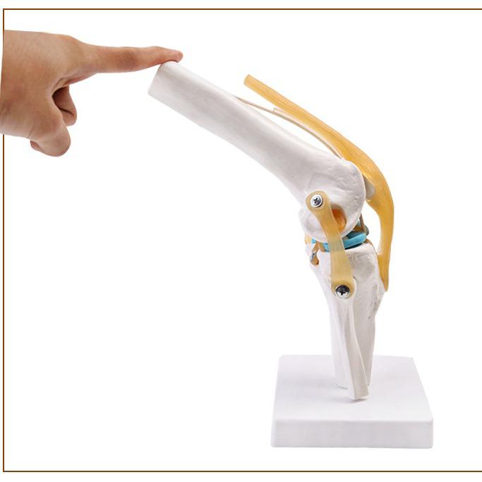 Human Knee Joint Model for Orthopedic Teaching and Display
