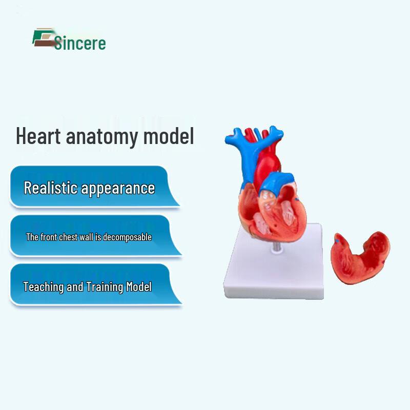 Emergency Training Heart Anatomy Model