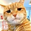 Elegant Cats Furs Storage Box With Pendant Design Pet Hair Collection Display Case Memorial Keepsakes Charm Home Decors