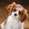 3Pcs Pet Hair Clips Strawberry Cherry Bow Hairpin Small Puppy Cat Hair Clip Pet Hair Accessories Dog Hair Grooming Cat Accessories