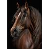 Handsome Horse Wild Animal Poster Horses Portrait Photography Canvas Painting Modern Wall Art  for Living Room Home Decor Mural