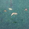 Anti Bird Netting Pond Cover Net Landscape Swimming Pool Protective Net Pond Litter Net for Anti Leaves Cleaning Tools