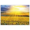 Puzzle Korea Sunset In a Sunflower Field 2000-Piece Jigsaw Puzzle 3202