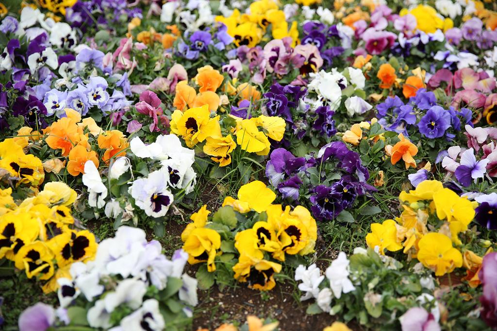 Refurbished Canon EOS 5D Mark III Digital SLR Camera Body (EOS5DMK3)