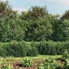 Chain-link Fence with Flange - Exclusive House - PVC Green - Galvanized Steel - 1.6 X 10 M