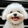 Car Outlet Ventilation Perfume Clips 2D Acrylic Auto Air Vent Clip Cute Smiling White Dog Hanging Ornament with Fragrance Diffuser