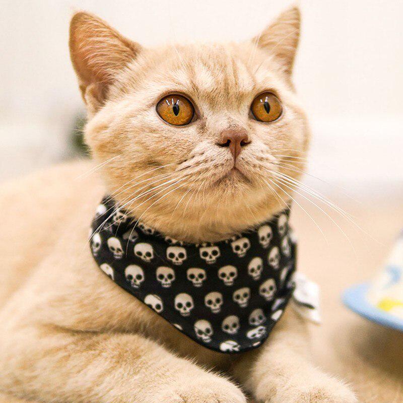 cat scarf collar