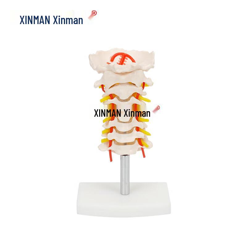 XINMAN Human Anatomical Skeletal & Joint Models