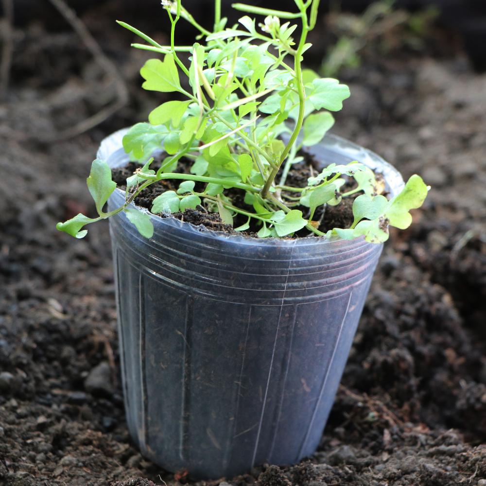 Reusable Orchid 10PCS  Transparency  Nursery Pot Plants Grow Nutrition Cups for Garden Flower Transplanting Propagation  Contain