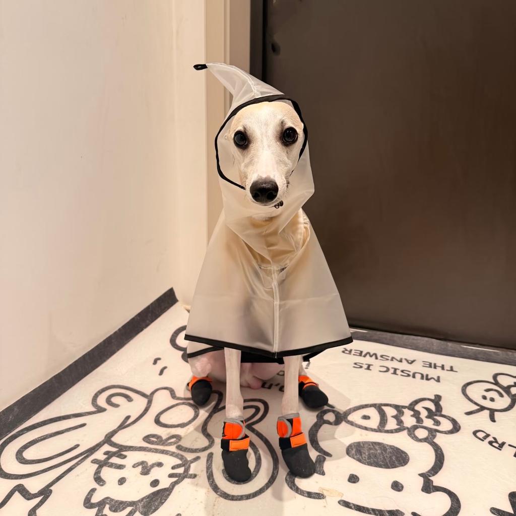 Waterproof Rainproof Windproof Abdomen Fixed Cape For Italian Greyhound Transparent Lightweight Hooded Raincoat In Summer Spring