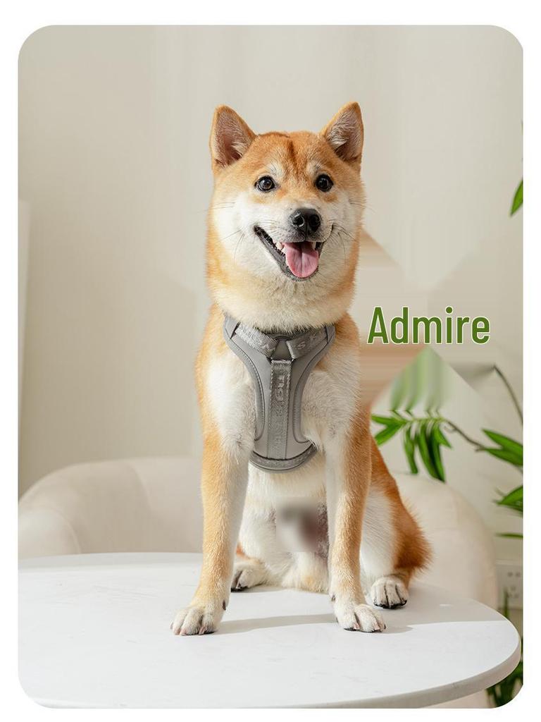 Adjustable Vest-Style Anti-Pull Dog Harness & Leash for Medium To Large Dogs