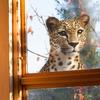 Powerful Leopard Balcony Glass Window Home Background Beautification Window Stickers