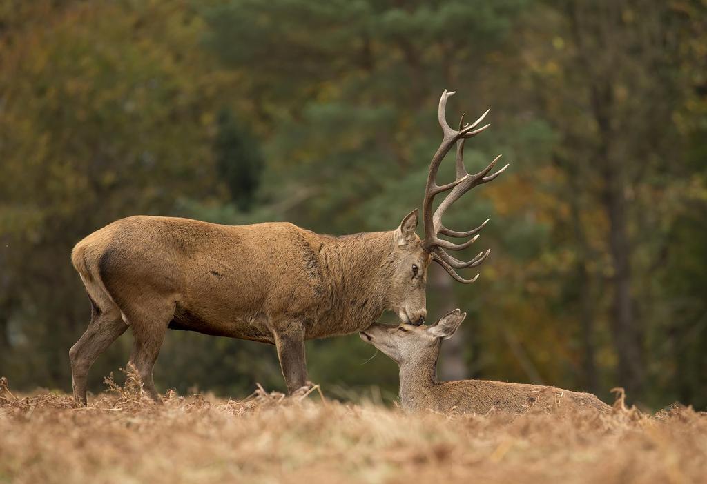 Canon Canon Telephoto Zoom Lens EF100-400mm F4.5-5.6L IS II USM Full Size Compatible EF100-400LIS2