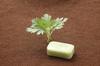 Chi no Shiosha Mugwort Soap Solid soap Made in Japan 4-pack Fragrance-free Color-free