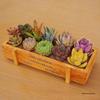 10 Succulent Plants Set with Wooden Box & Soil - Easy Care Office Greenery
