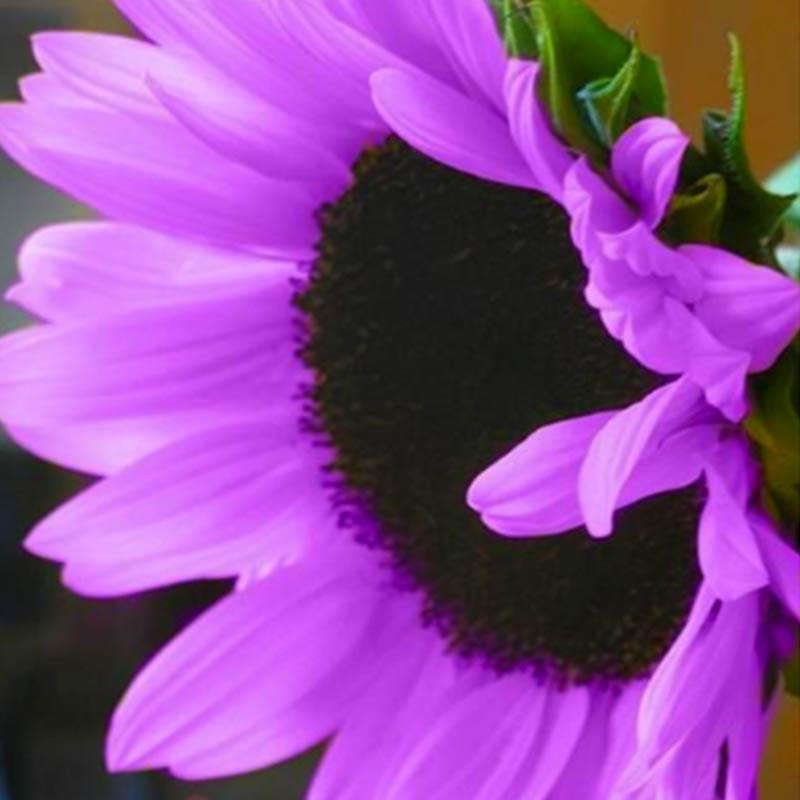 Buy 100Pcs/Bag Rare Purple Sunflower Seeds Beautiful Flower Home Garden Ornament Simpleism at