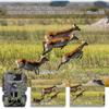 PR700 36MP 2.7K Wild Camera Trap Wireless Tracking Hunting Camera Monitoring for Wild Animal Observation Hunting Forest Fire Prevention