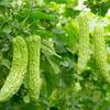 Natural Herbal Bitter Melon Tea 45g Energy Detox Wellness Support
